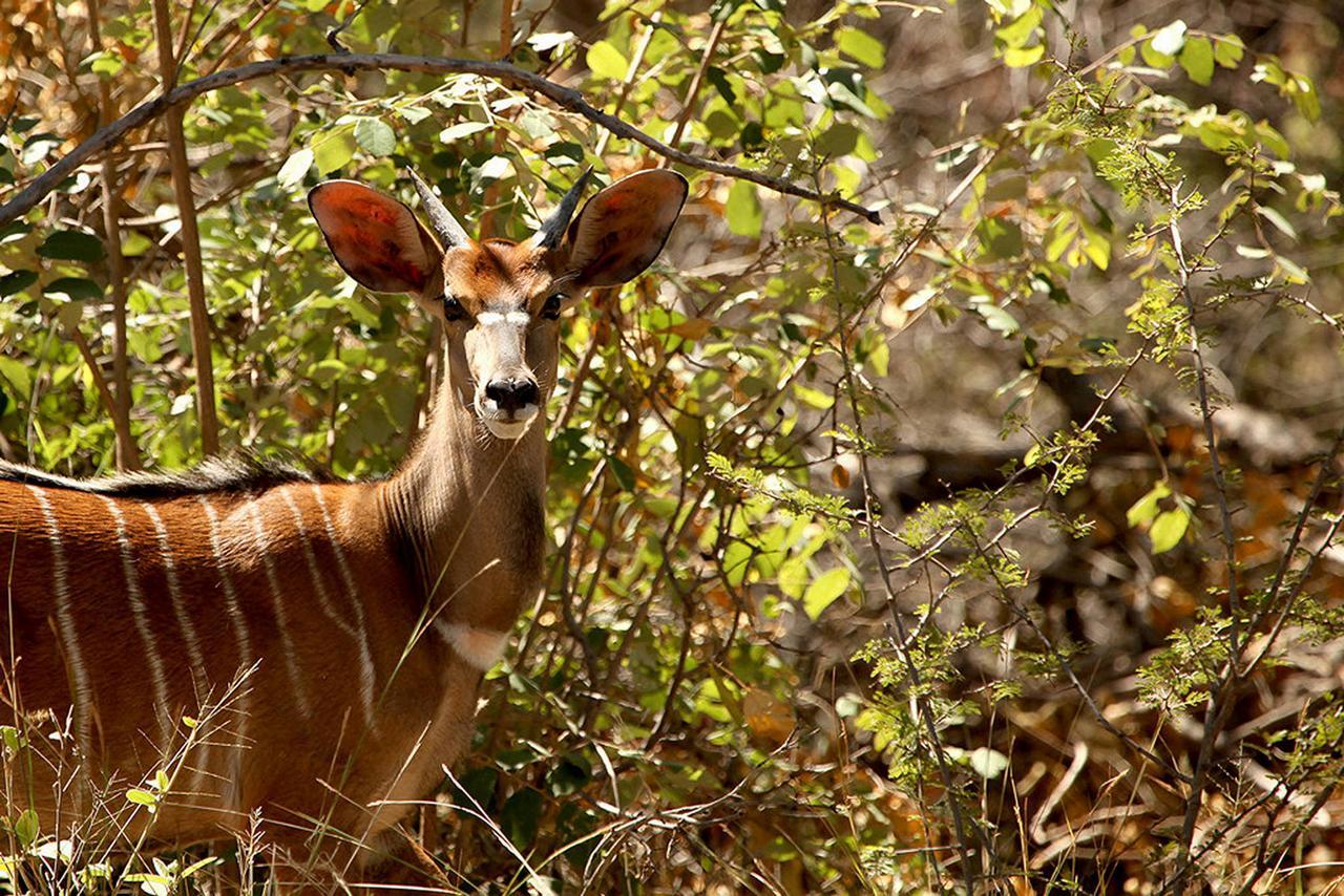 Soul Of Africa Lodge Thabazimbi Ngoại thất bức ảnh